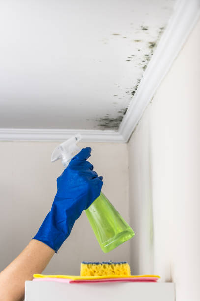 Best Mold Removal Company Near Me  in Moorestown Lenola, NJ